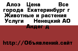 Алоэ › Цена ­ 150 - Все города, Екатеринбург г. Животные и растения » Услуги   . Ненецкий АО,Андег д.